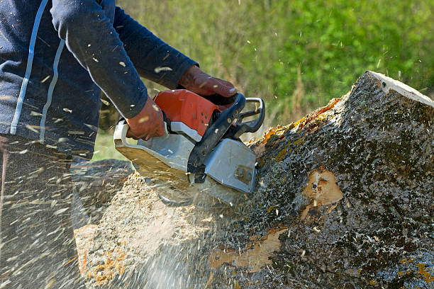 Palm Tree Trimming